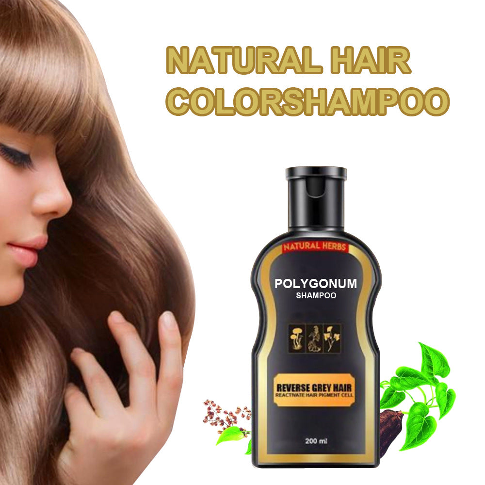 Polygonum Shampoo